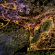 Image for article titled 10 Extreme--And Extremely Pretty--Close Ups of Bacteria and Plants